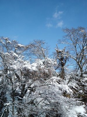 雪景色 青空.jpg
